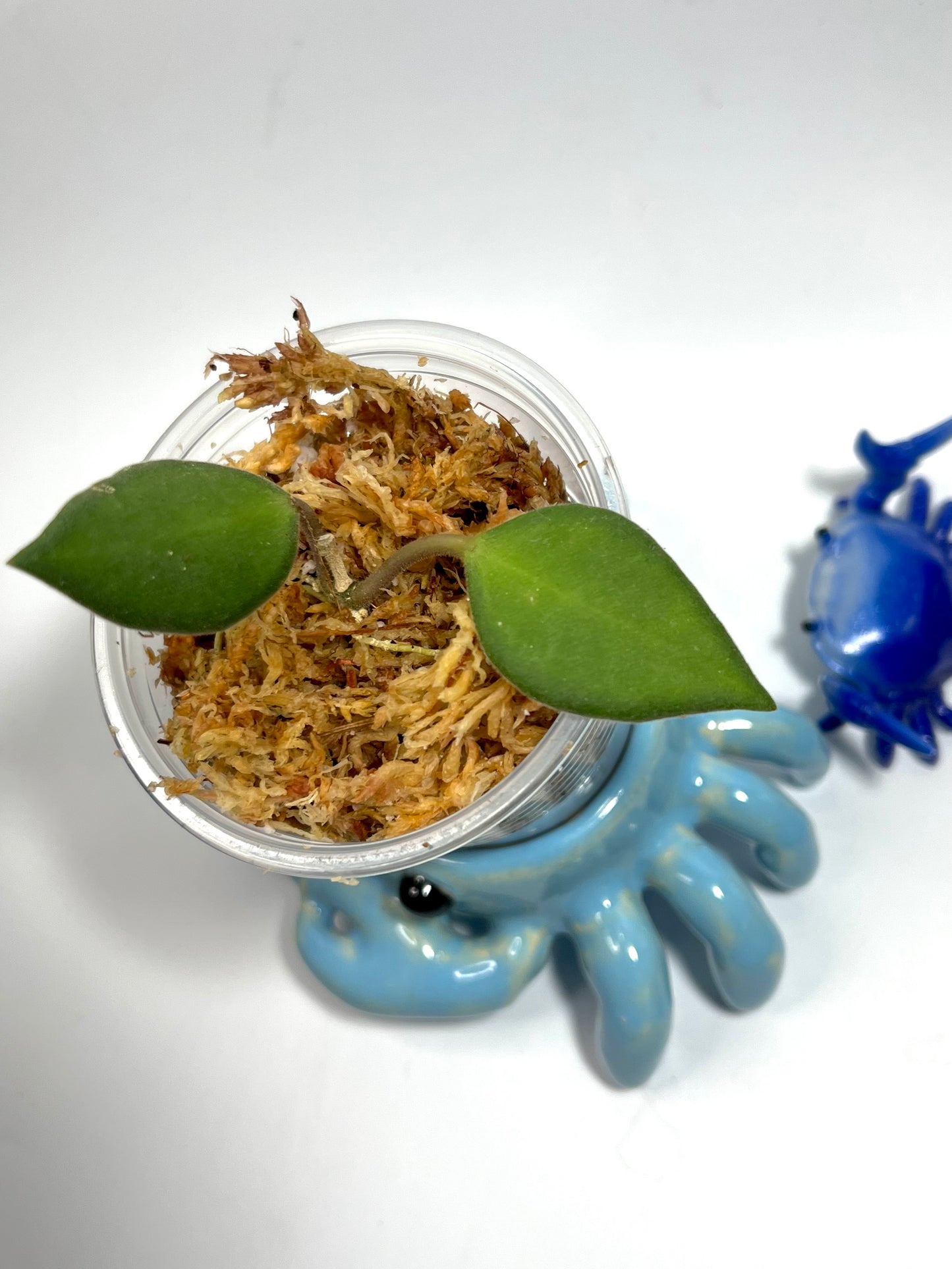 Hoya NS05-240 - Unrooted