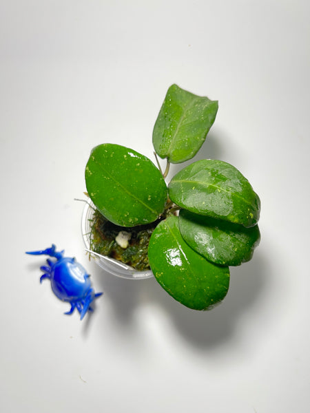 Hoya ovalifolia - active growth