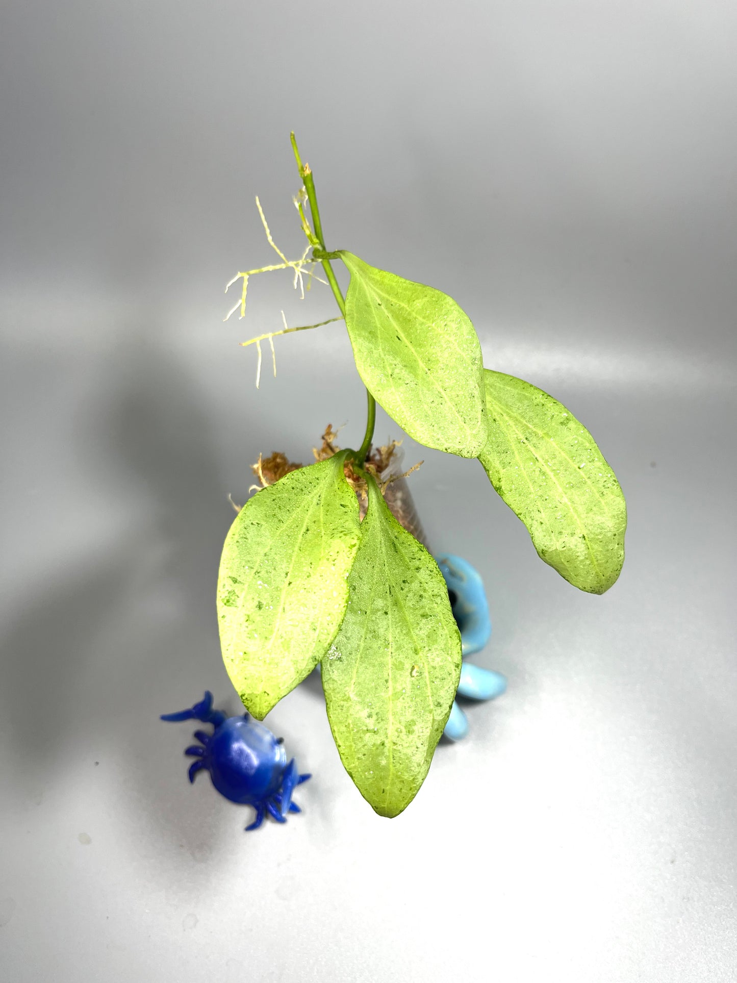 Hoya New Guinea ghost - Unrooted