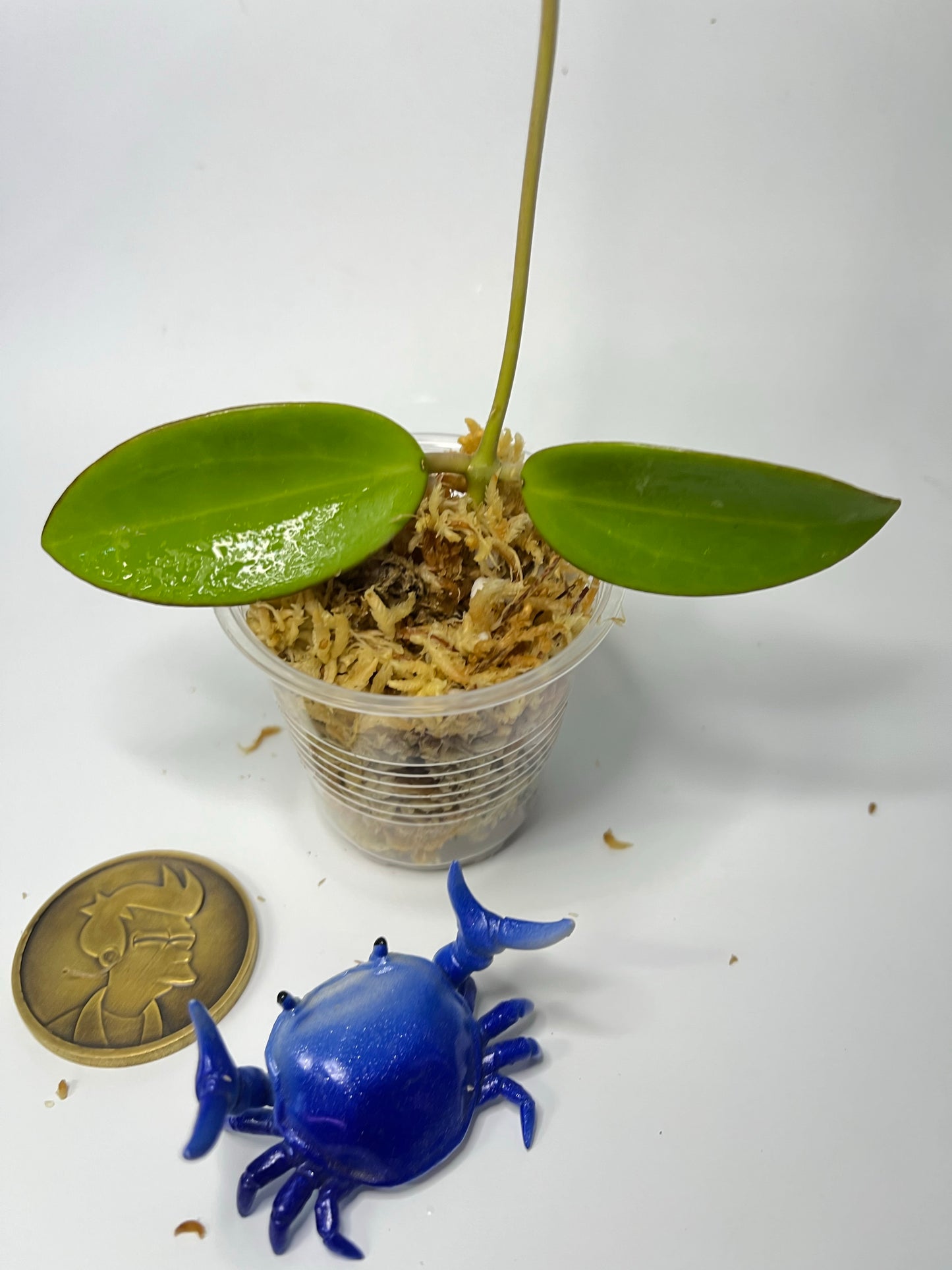 Hoya sp hai phong / Haiphong - unrooted