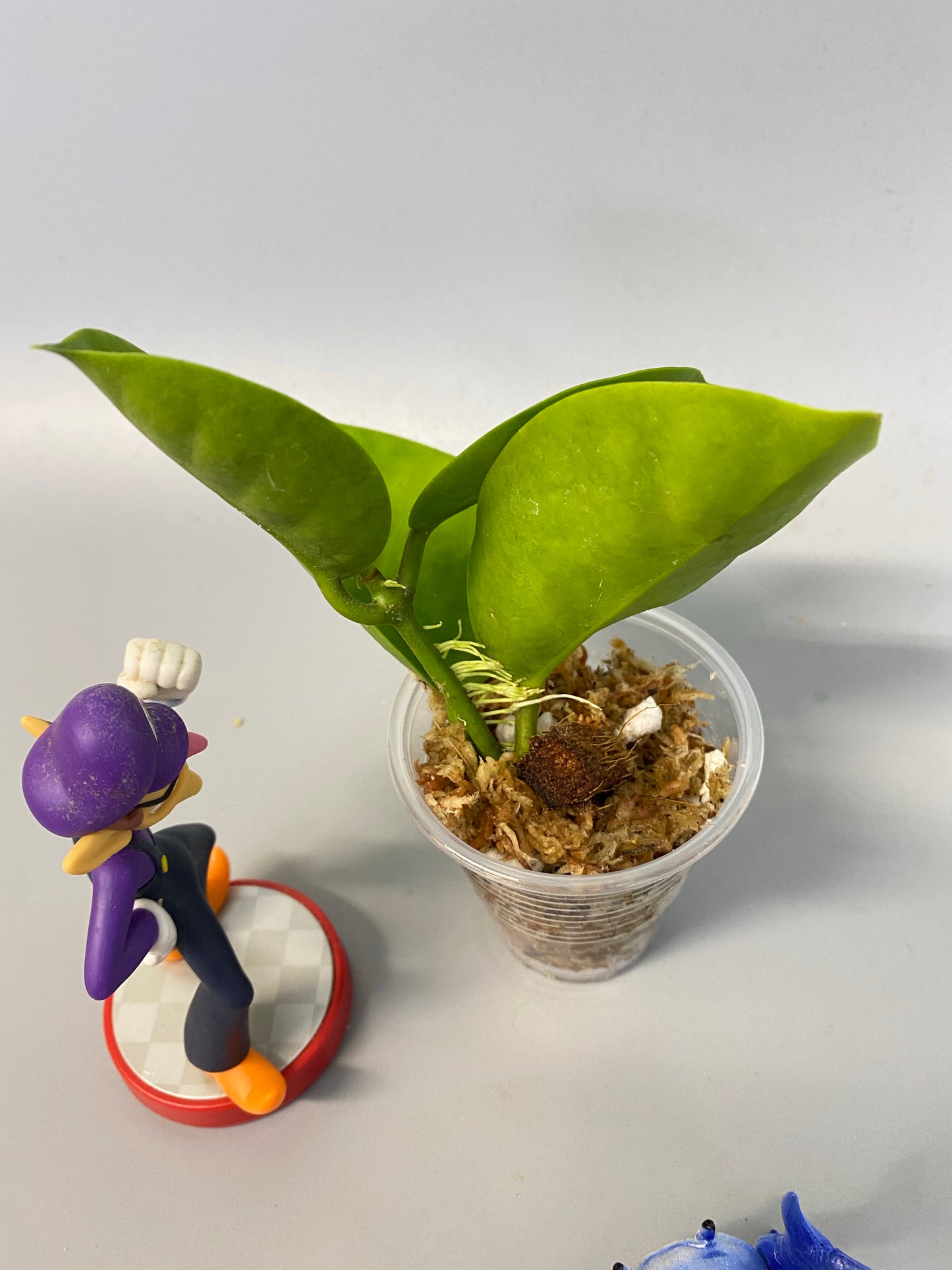 Hoya cv pinkie (australis x subcalva) - has roots