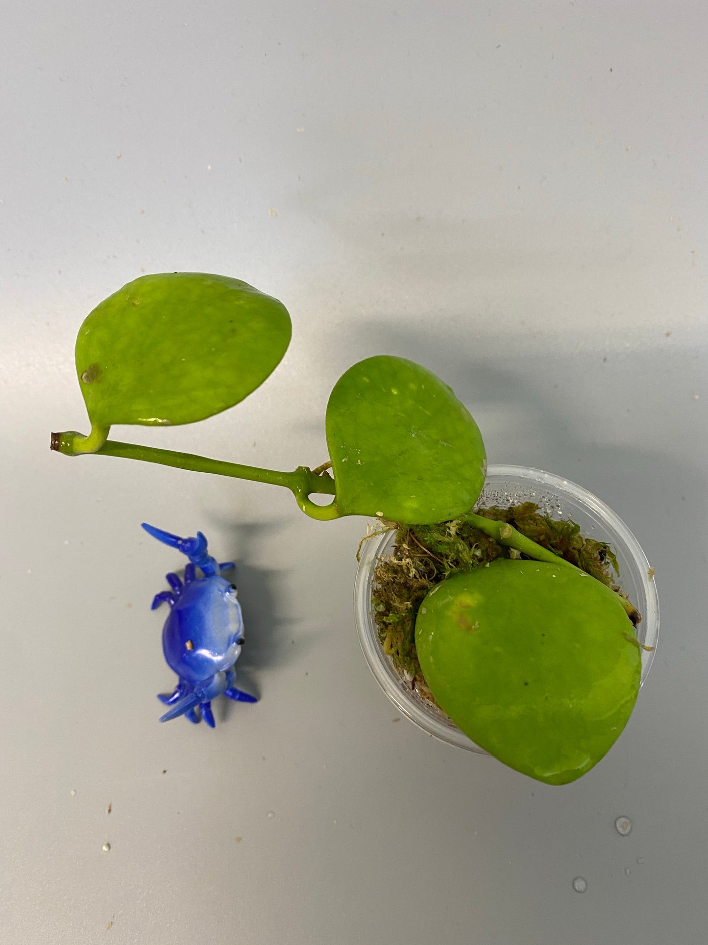 Hoya Kastbergii - has some roots