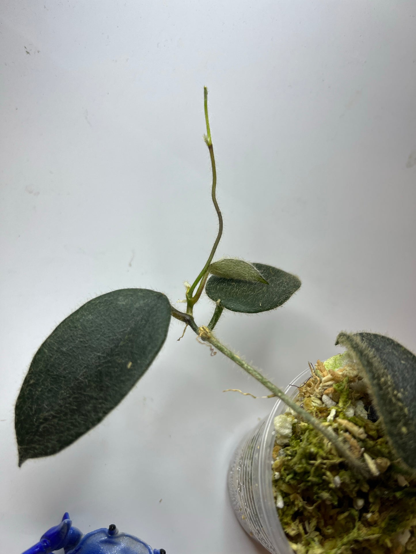 Hoya sp thomsonii - active growth