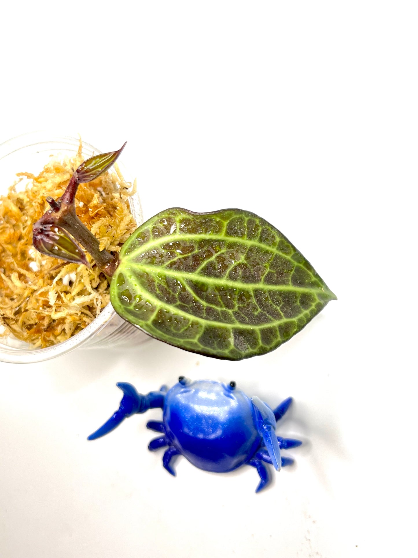 Hoya sulawesi GPS 8867 - Unrooted