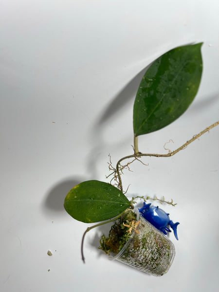 Hoya paulshirleyi - active growth