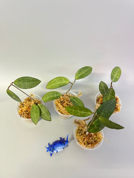 Hoya elliptica- Unrooted