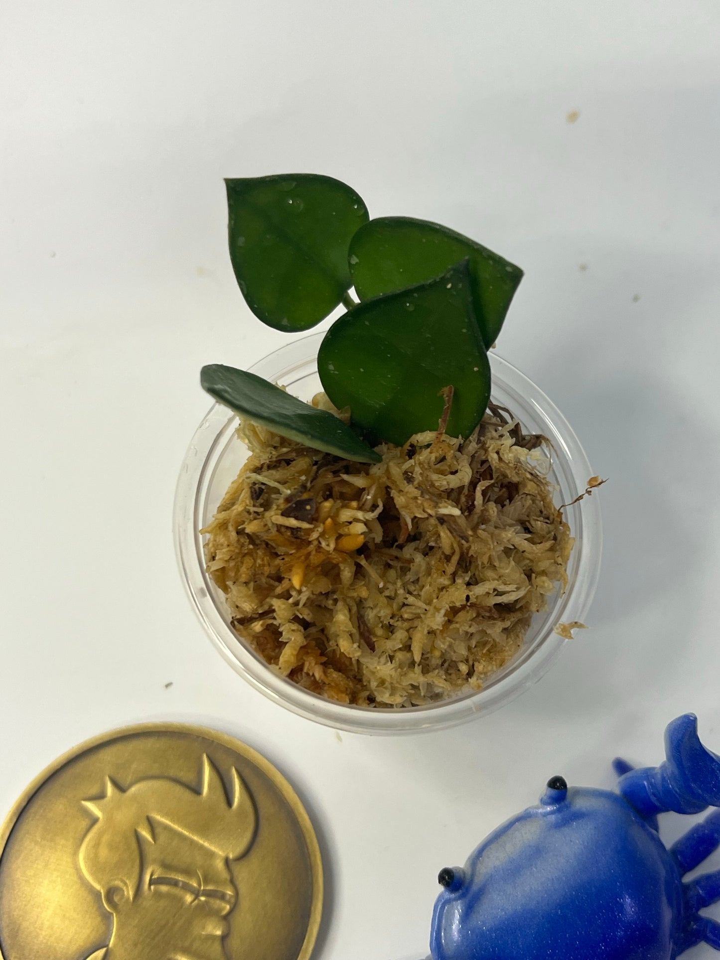 Free addon - Hoya krohniana - Unrooted