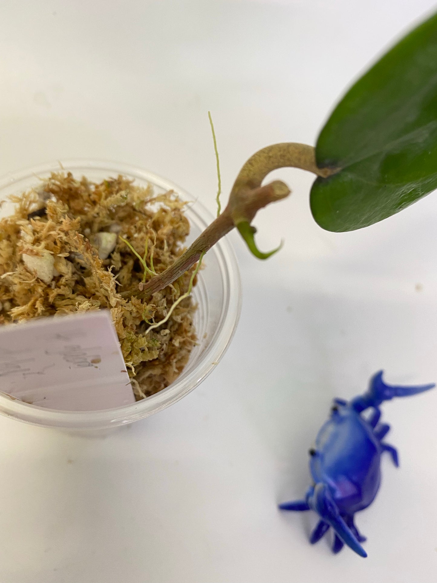 Hoya glabra - has some roots