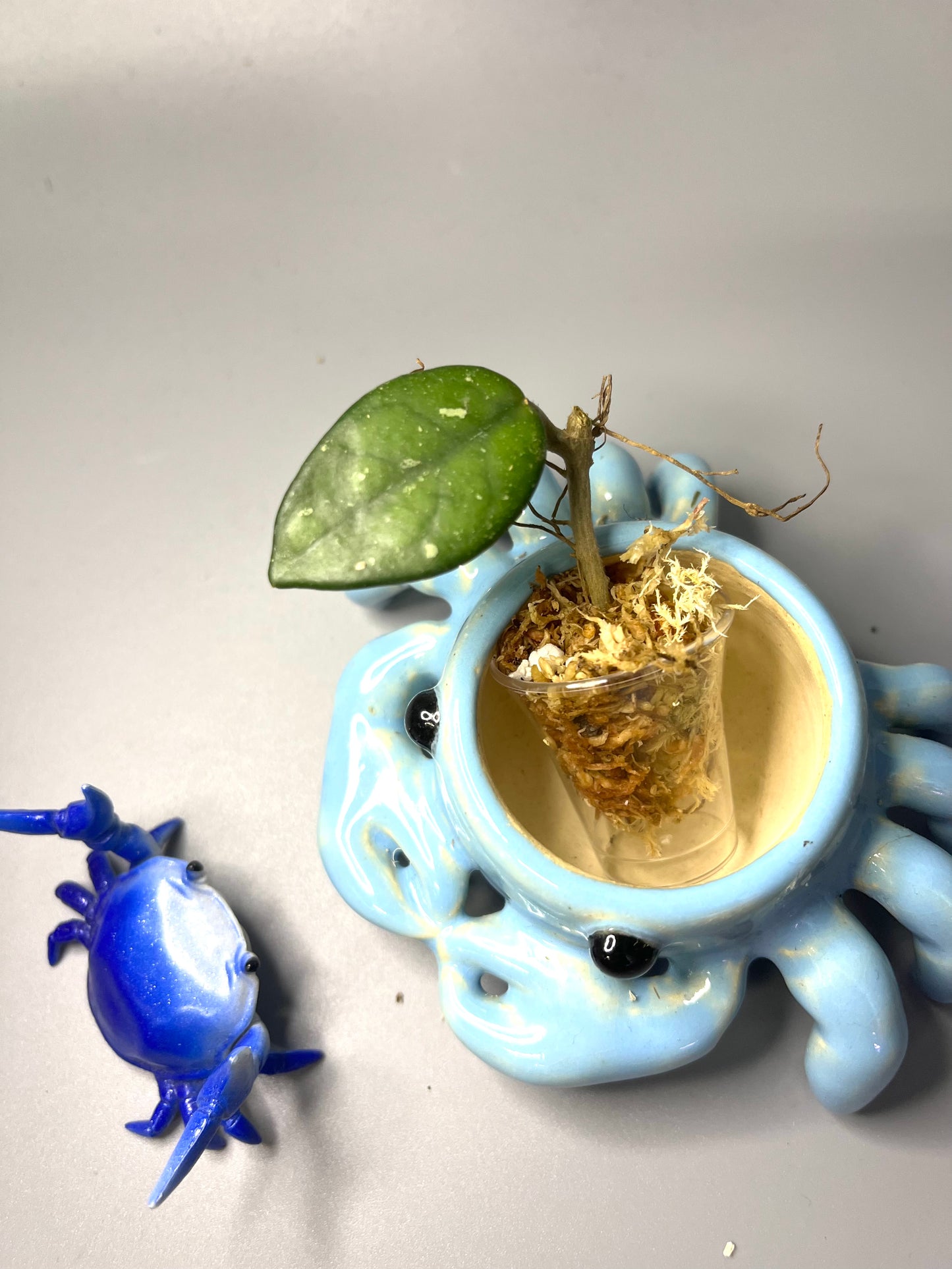 Free addon - Hoya carnosa Wilbur graves (Russia) - Unrooted