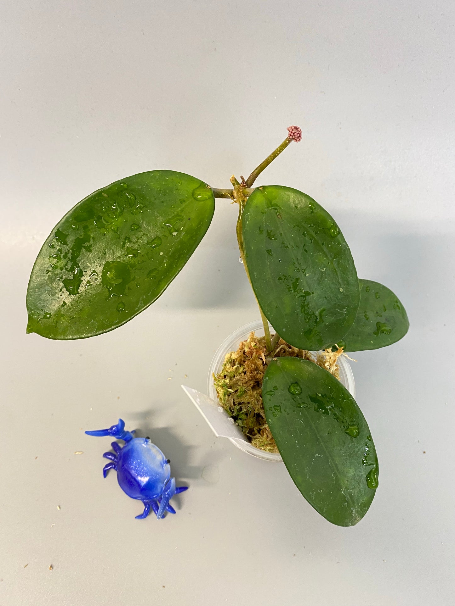 Hoya pottsii - has roots