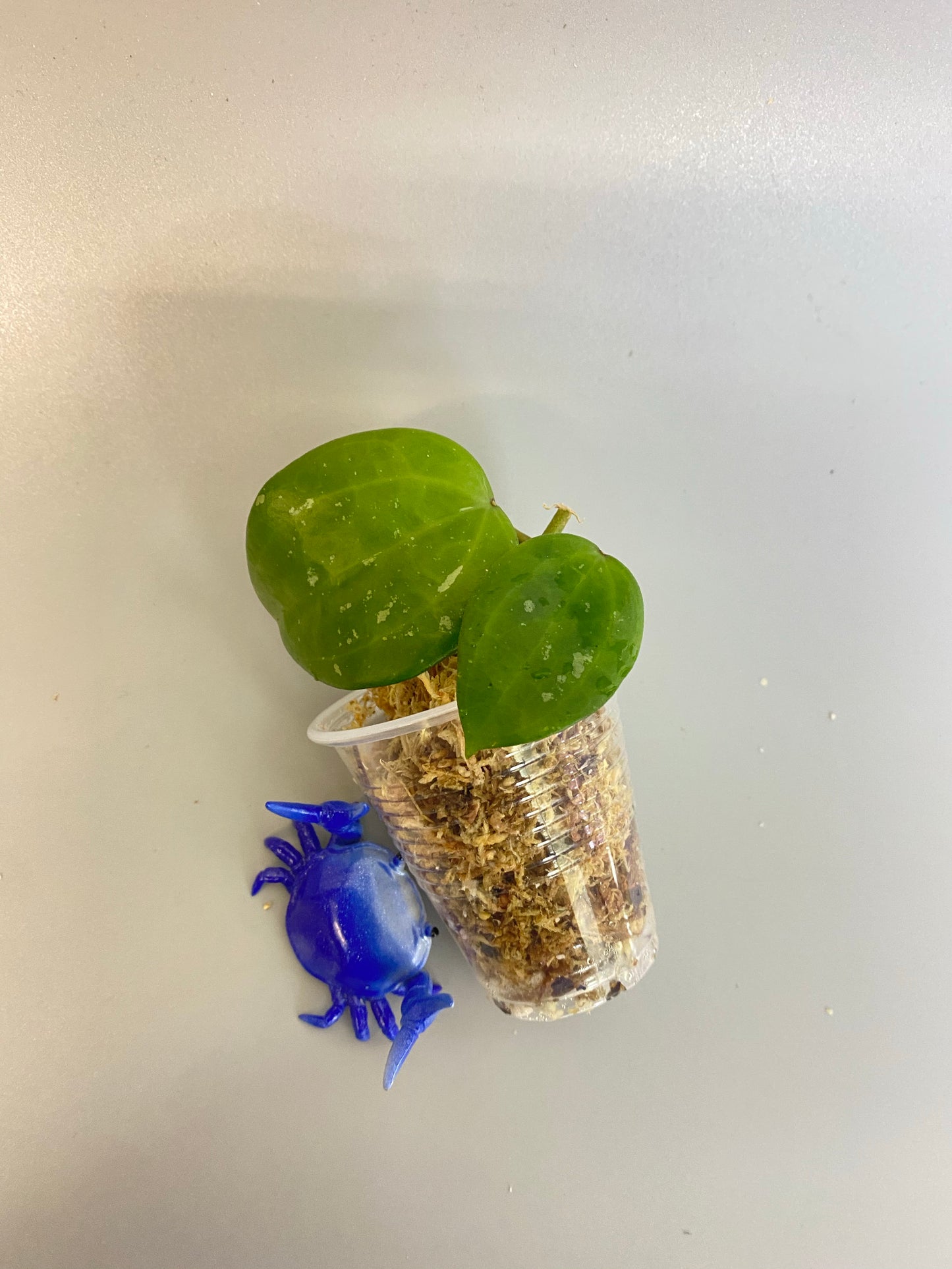 Reserved for Kimberlee - Hoya macrophylla snow queen - just starting to root. 1mm roots