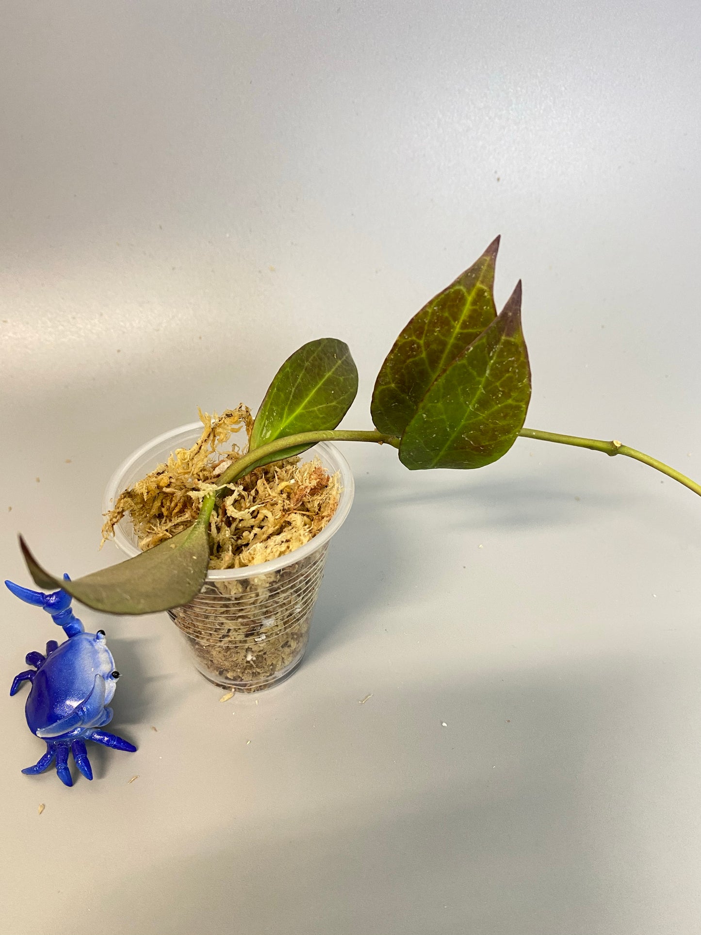 Hoya cv sunrise - Unrooted