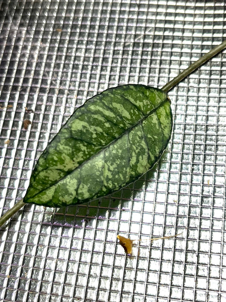 Hoya crassipetiolata splash  - fresh cut 1 node -  Unrooted