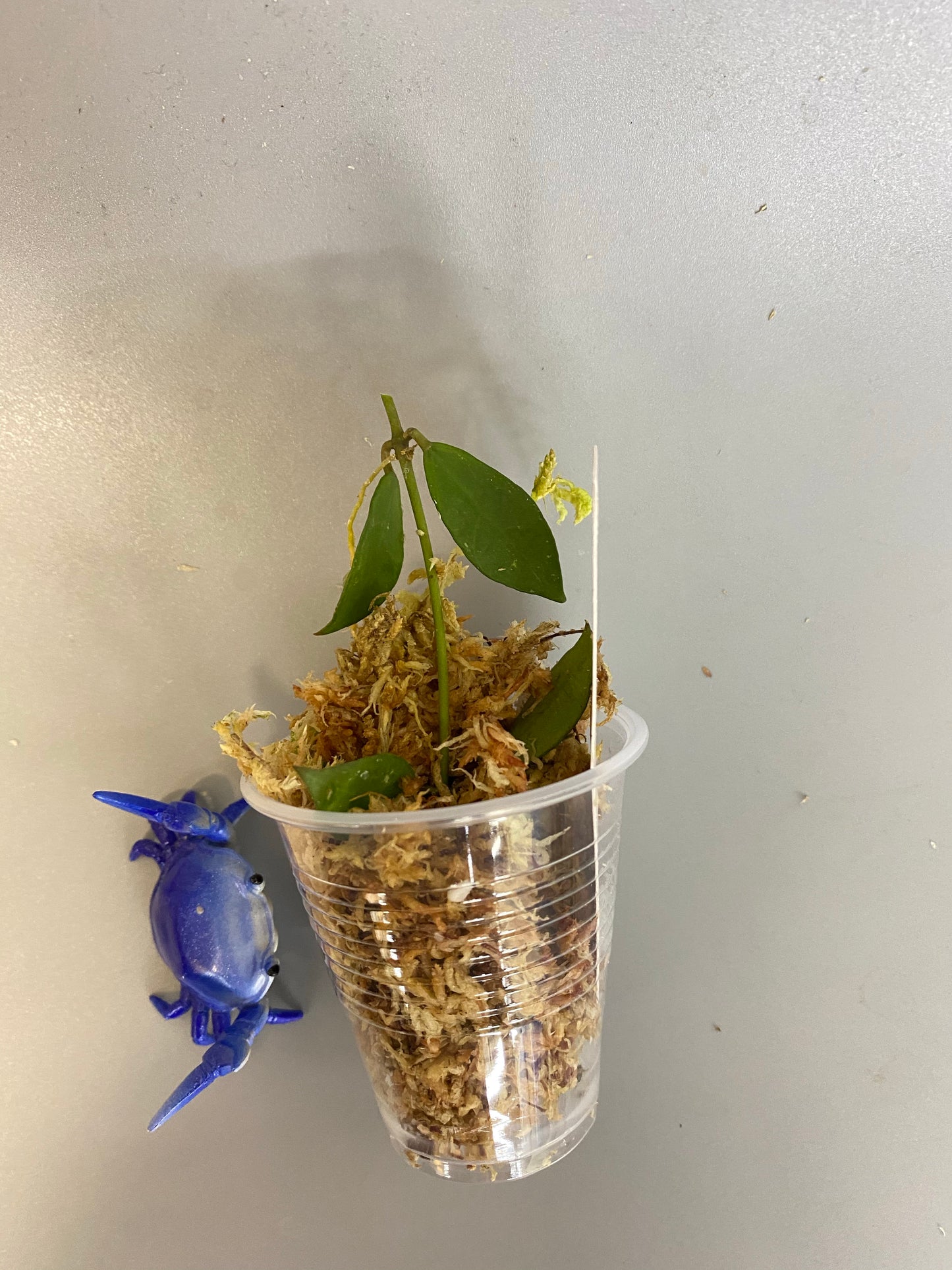 Hoya Rebecca - just rooting