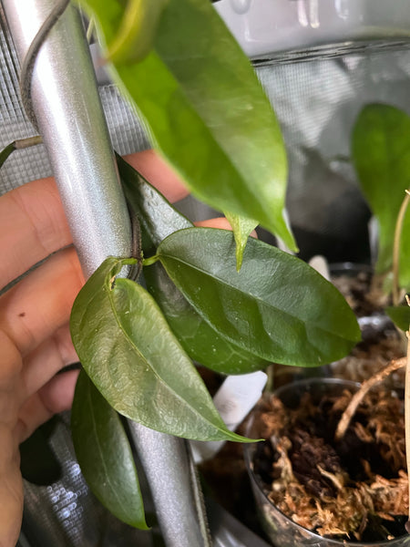 Hoya danumensis - fresh cutting / 2 leaves / 1 nodes - unrooted