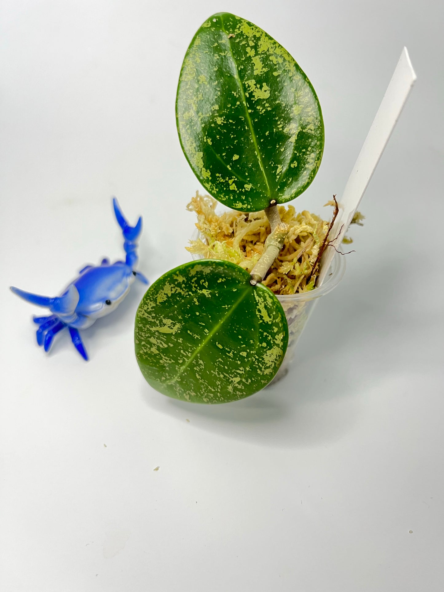 Hoya epc 973 - starting to root