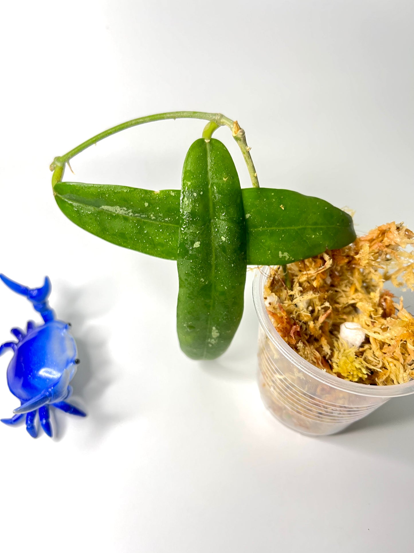 Hoya sabah GPS 7950 - Unrooted