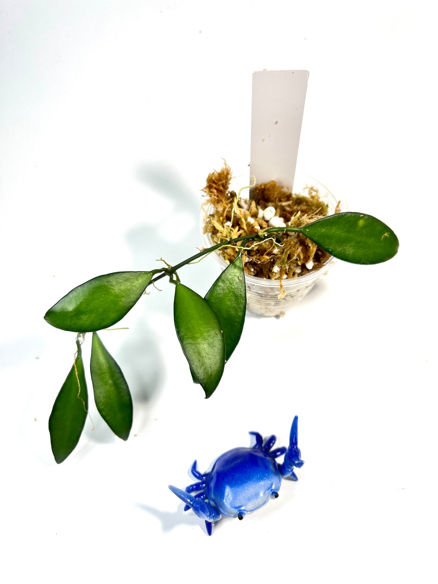 Hoya Davidcummingii - Unrooted