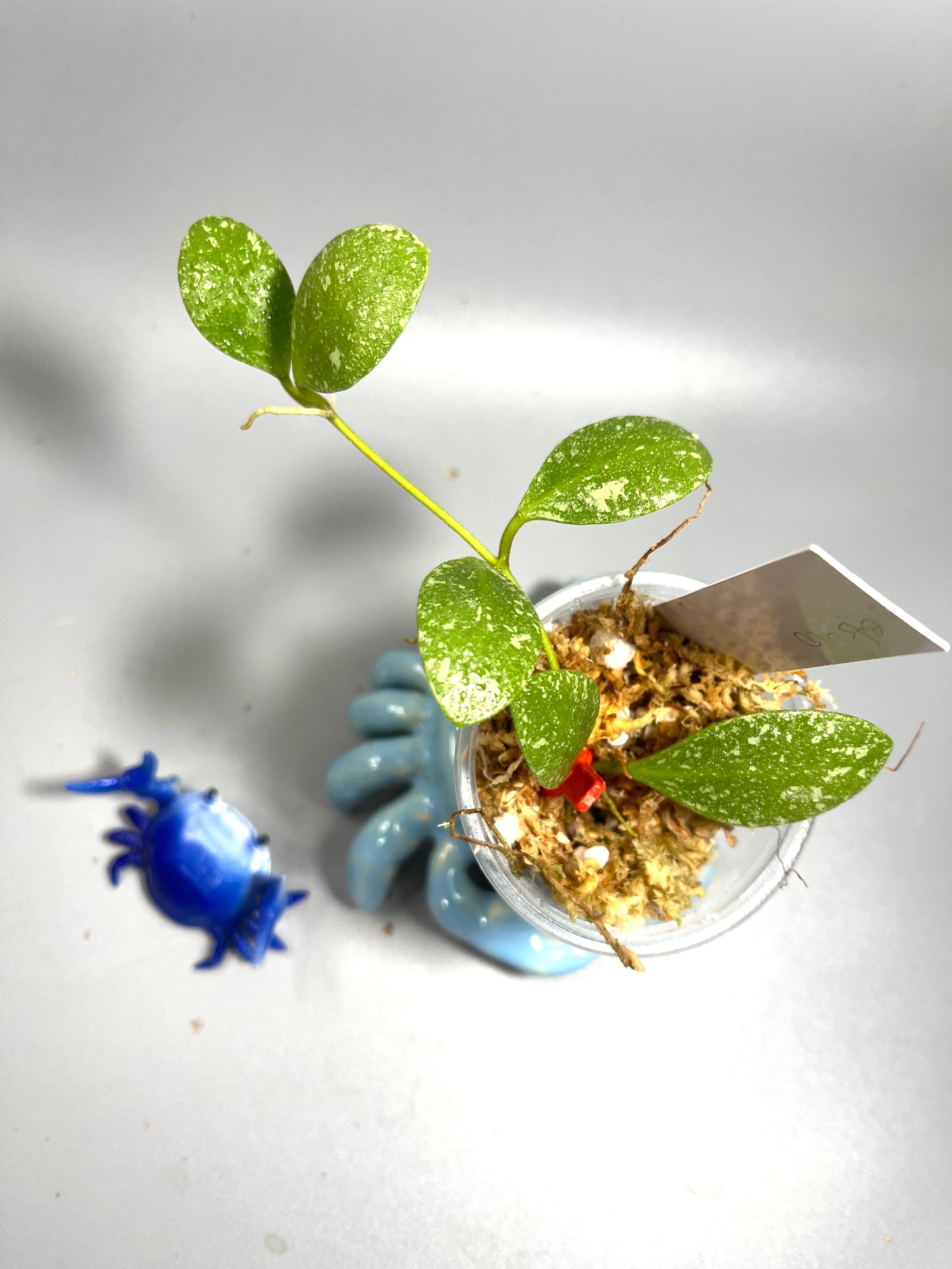 Hoya ets-10 - Unrooted