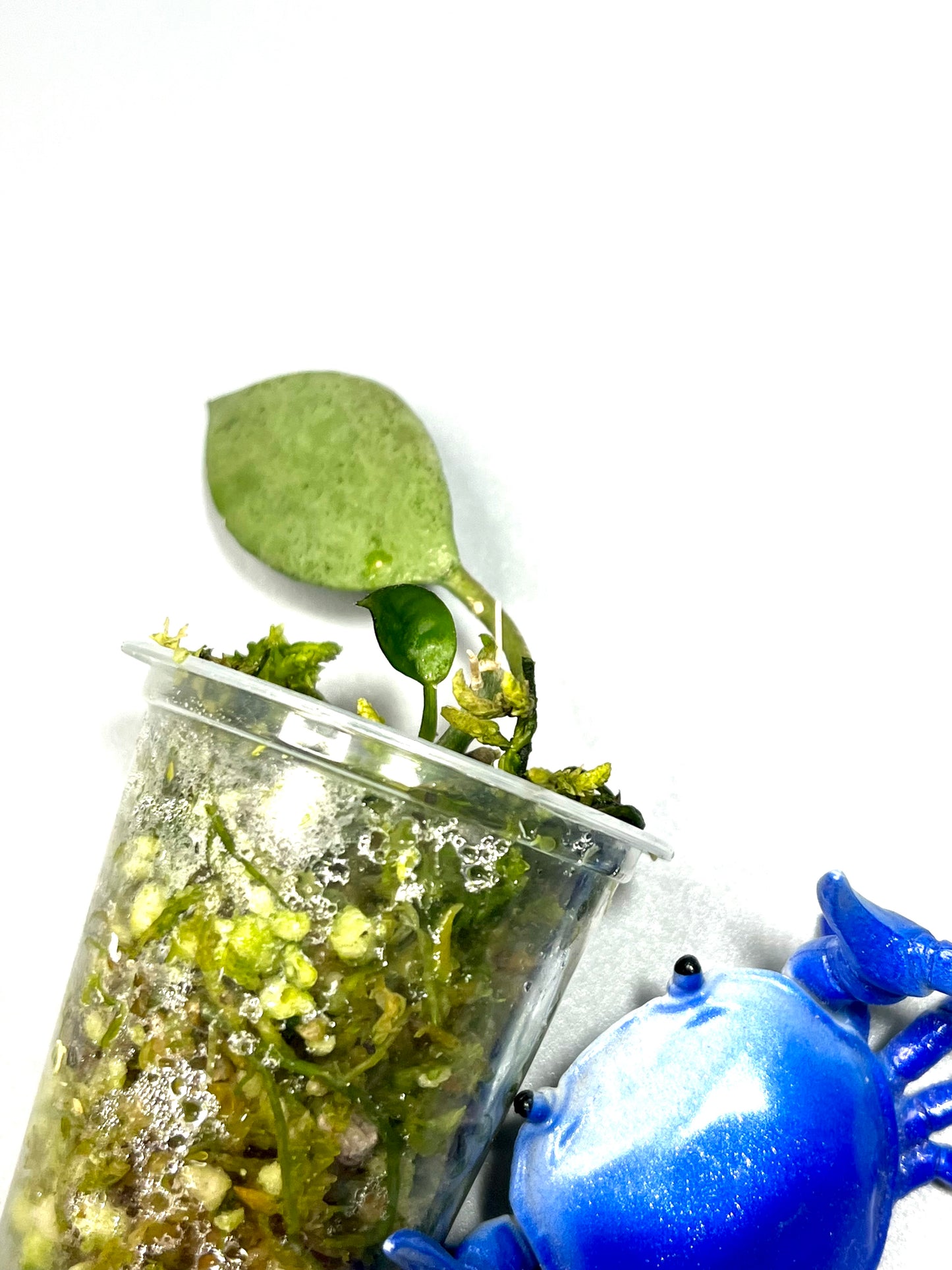 Hoya Louisa silver - has new growth