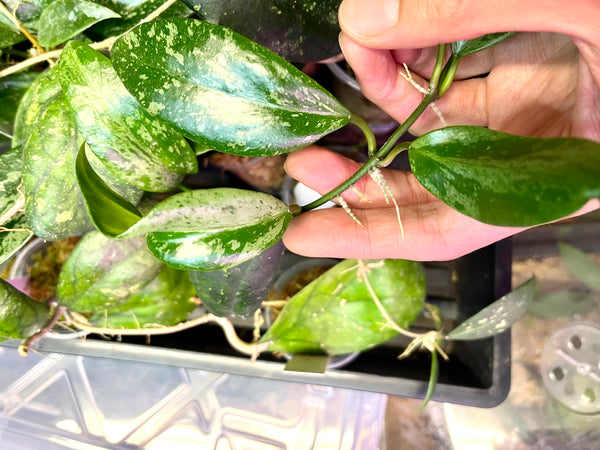 Hoya memoria x IR26 - fresh cut 2 nodes / 3 leaves - unrooted