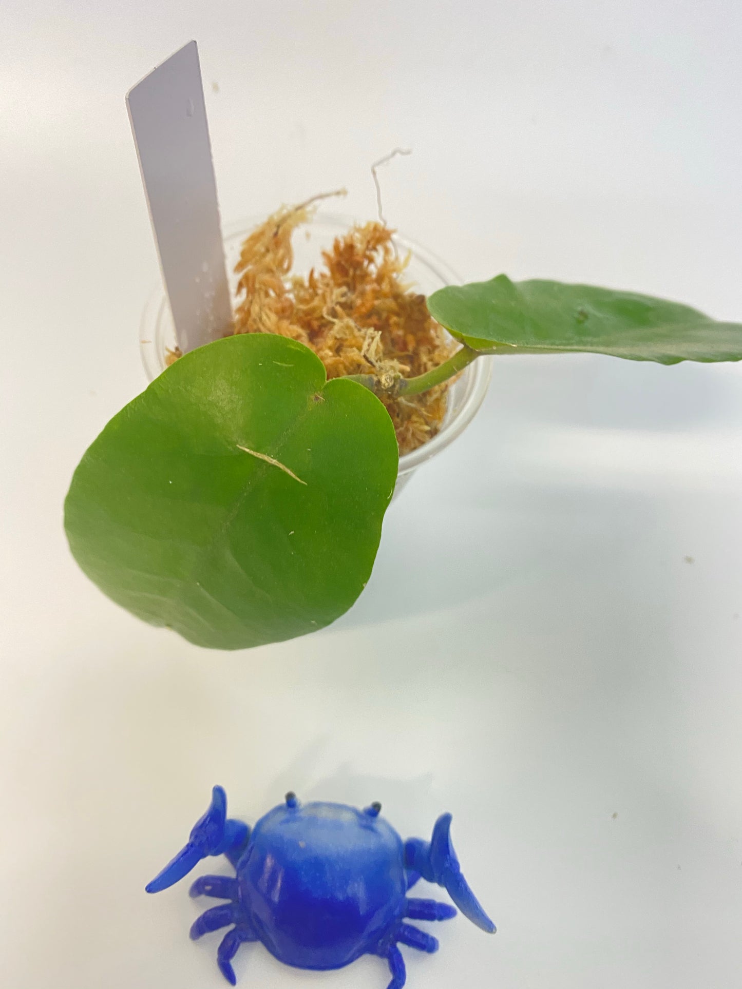 Hoya inflata - active growth