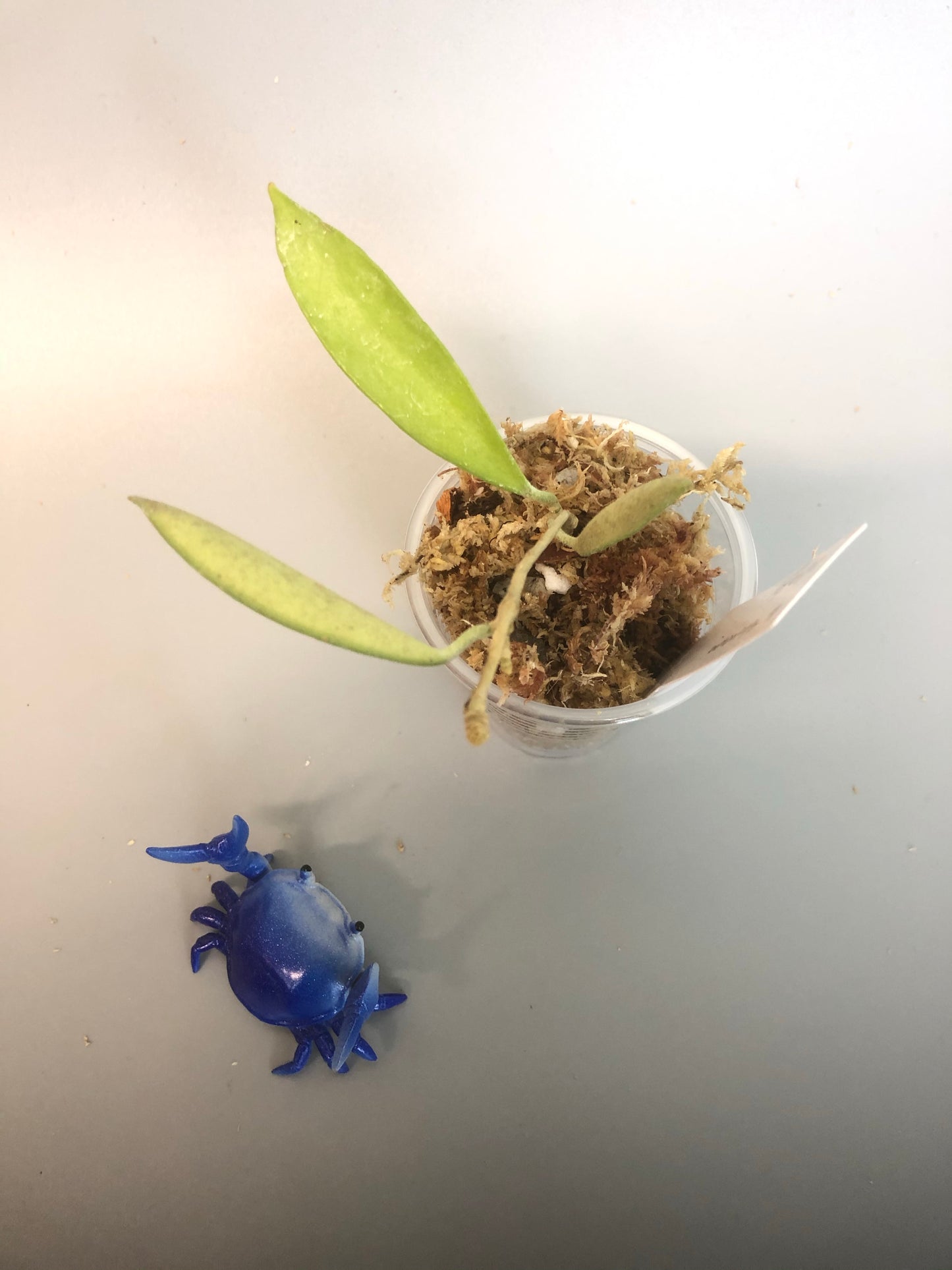 Hoya stoneana - unrooted