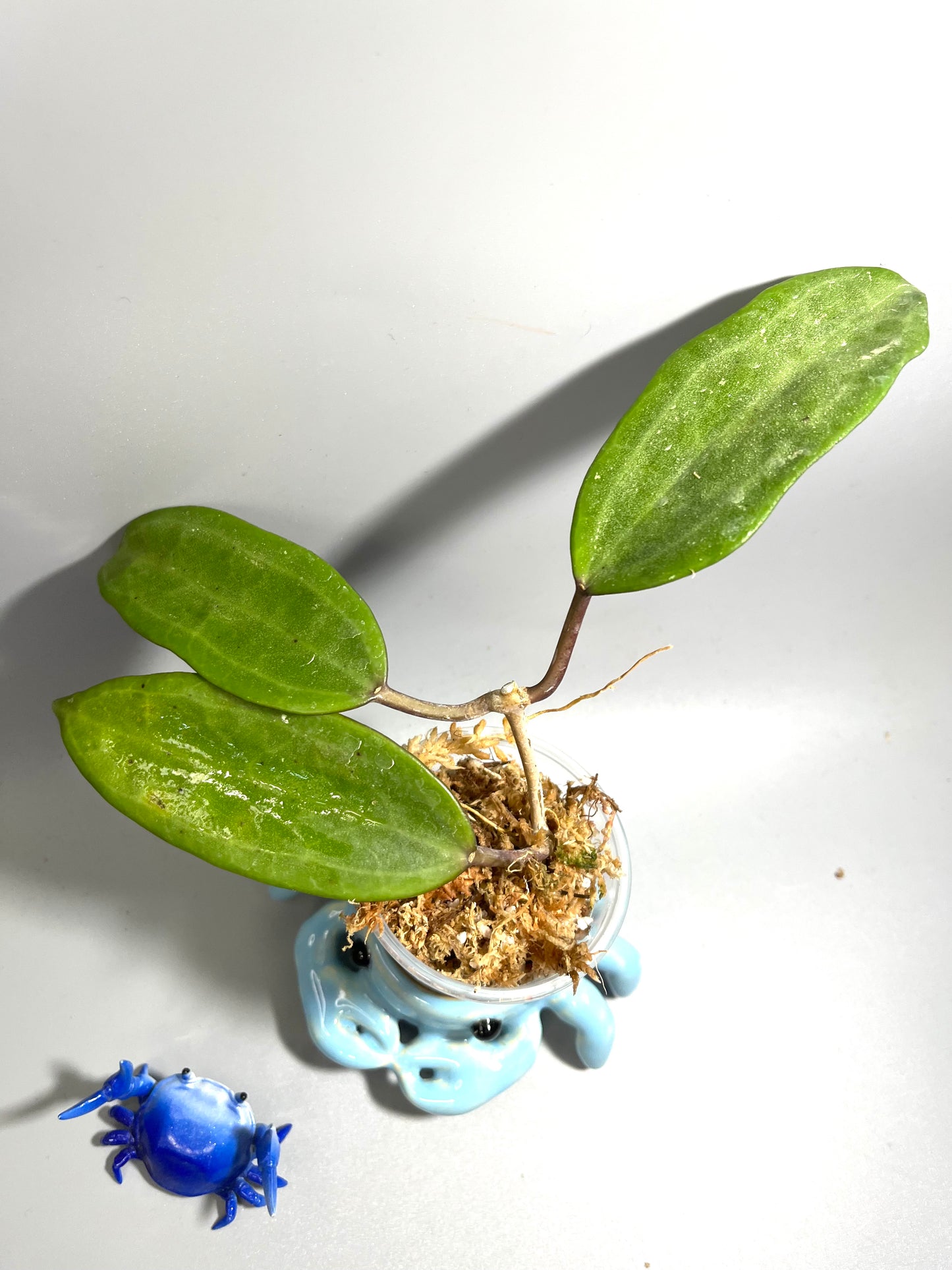 Hoya tjadasmalangensis - unrooted