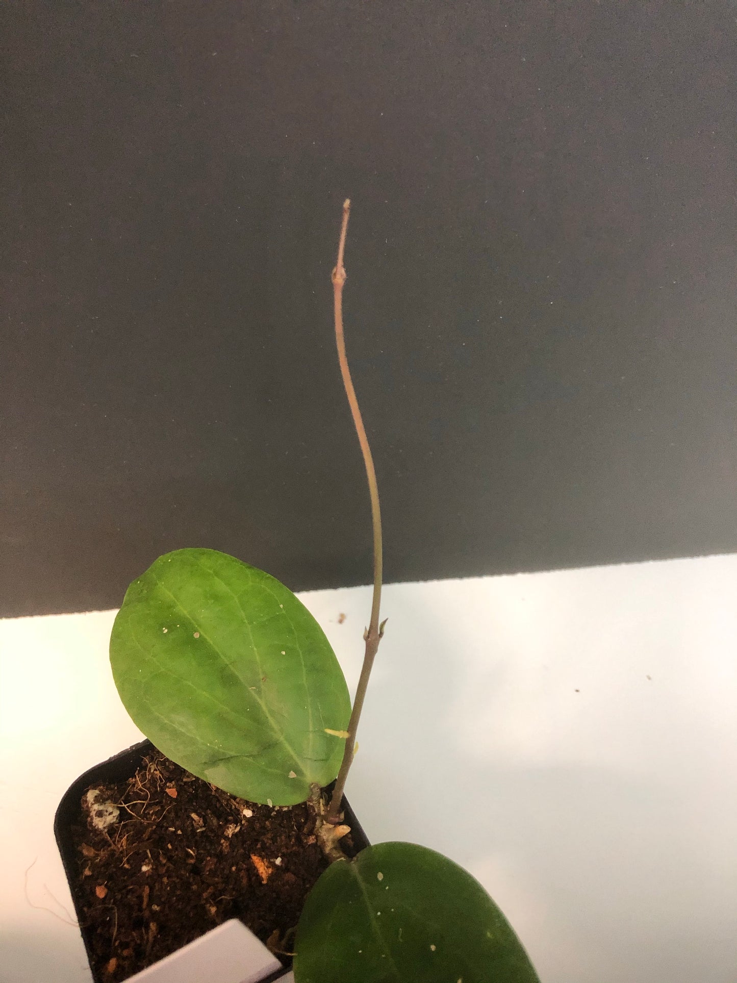 Hoya fitchii - yellow - starting to vine.