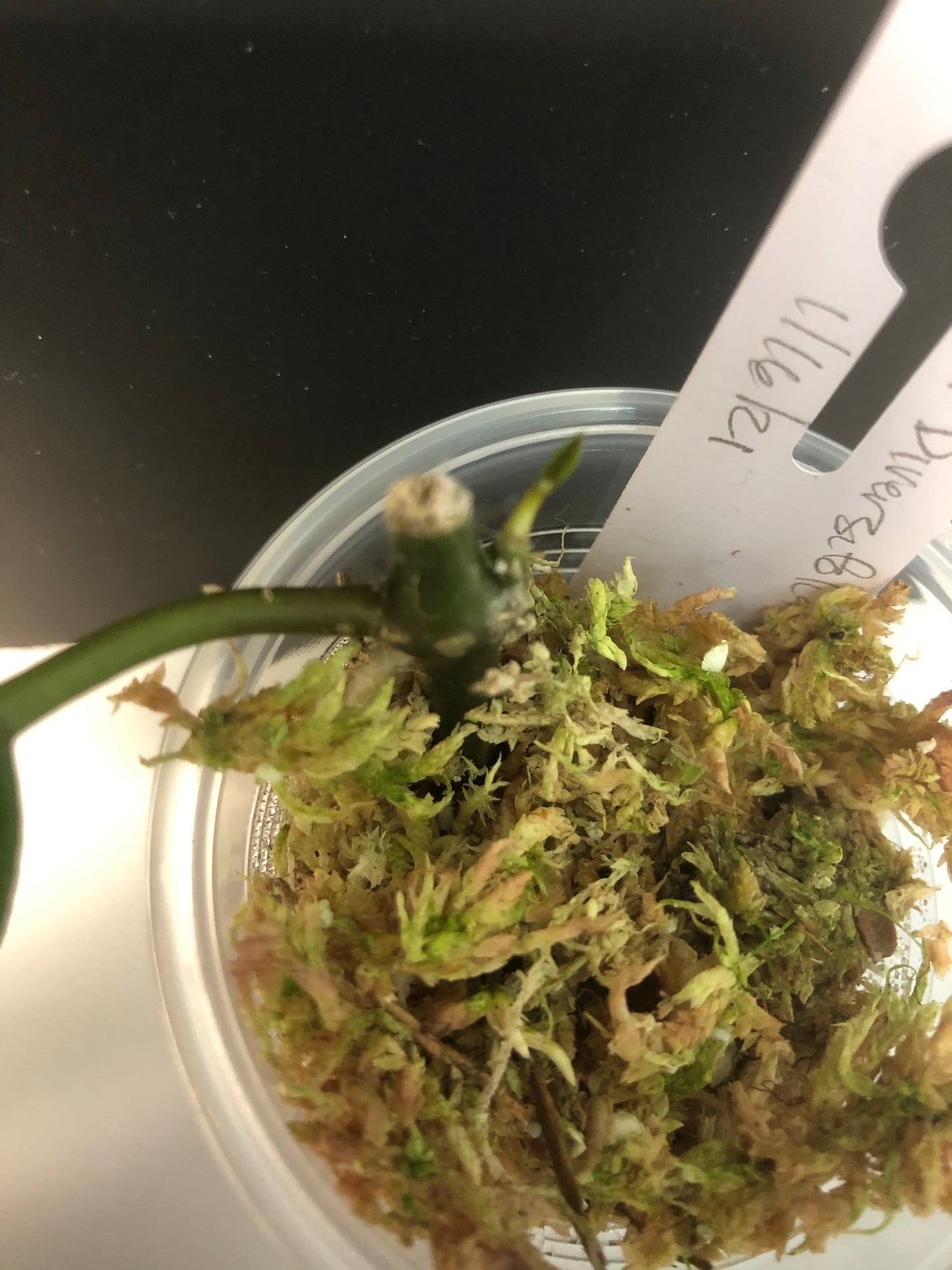 Hoya diversifolia crassipes - actively growing with lots of roots