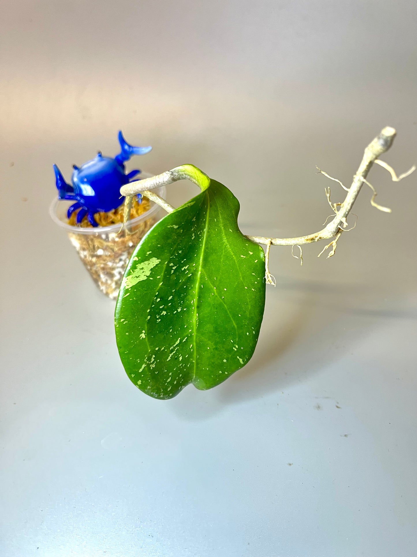 Hoya ‘Michele’ - unrooted