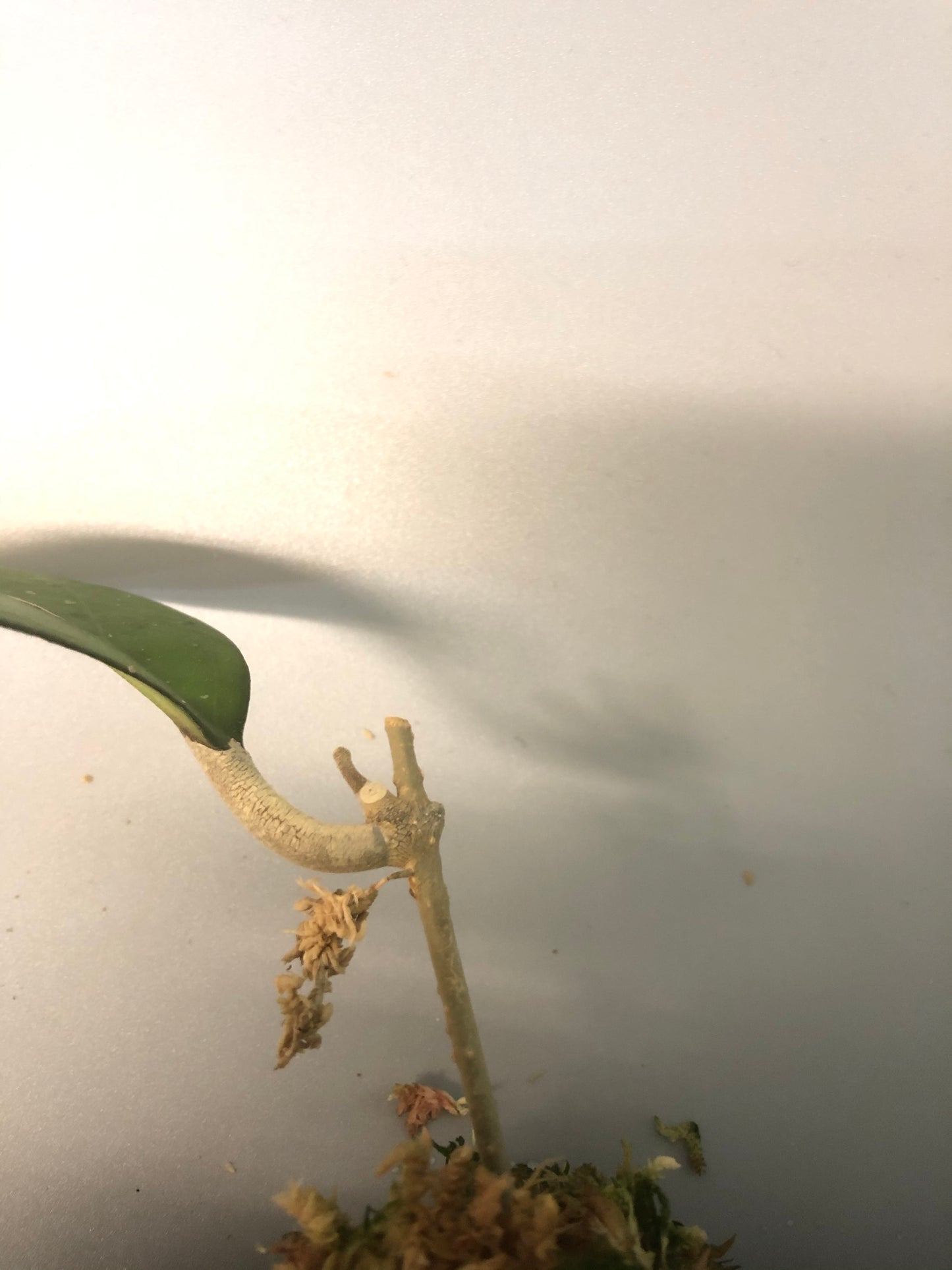 Hoya Joy - growth point emerging