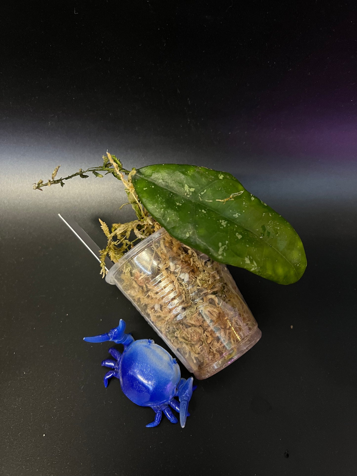 Hoya finlaysonii dark leaf - Unrooted