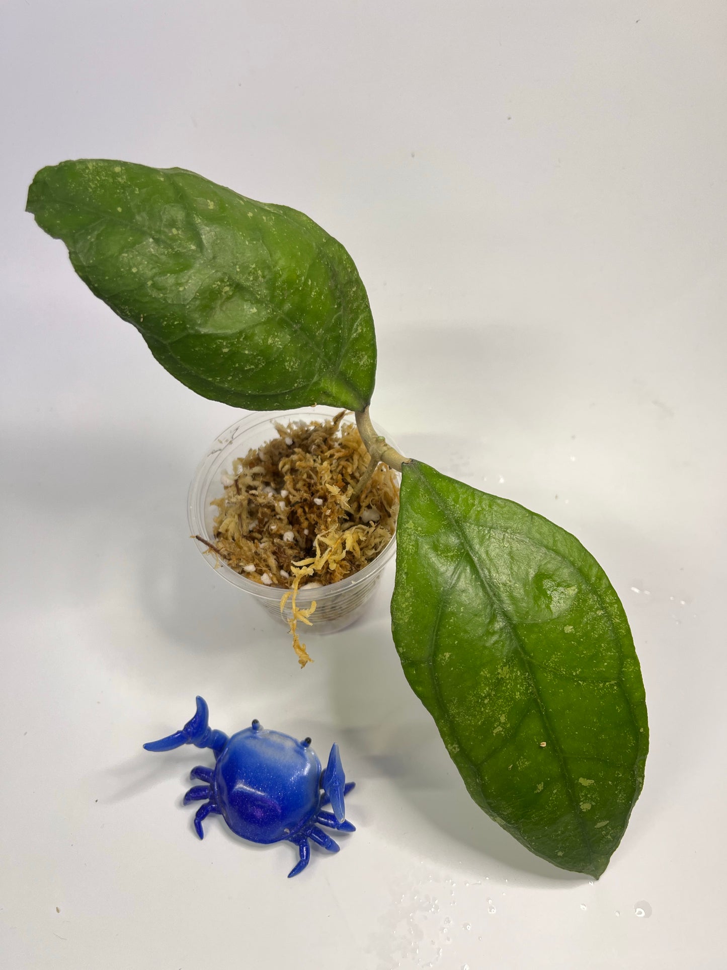 Hoya sp. chicken farm - Unrooted