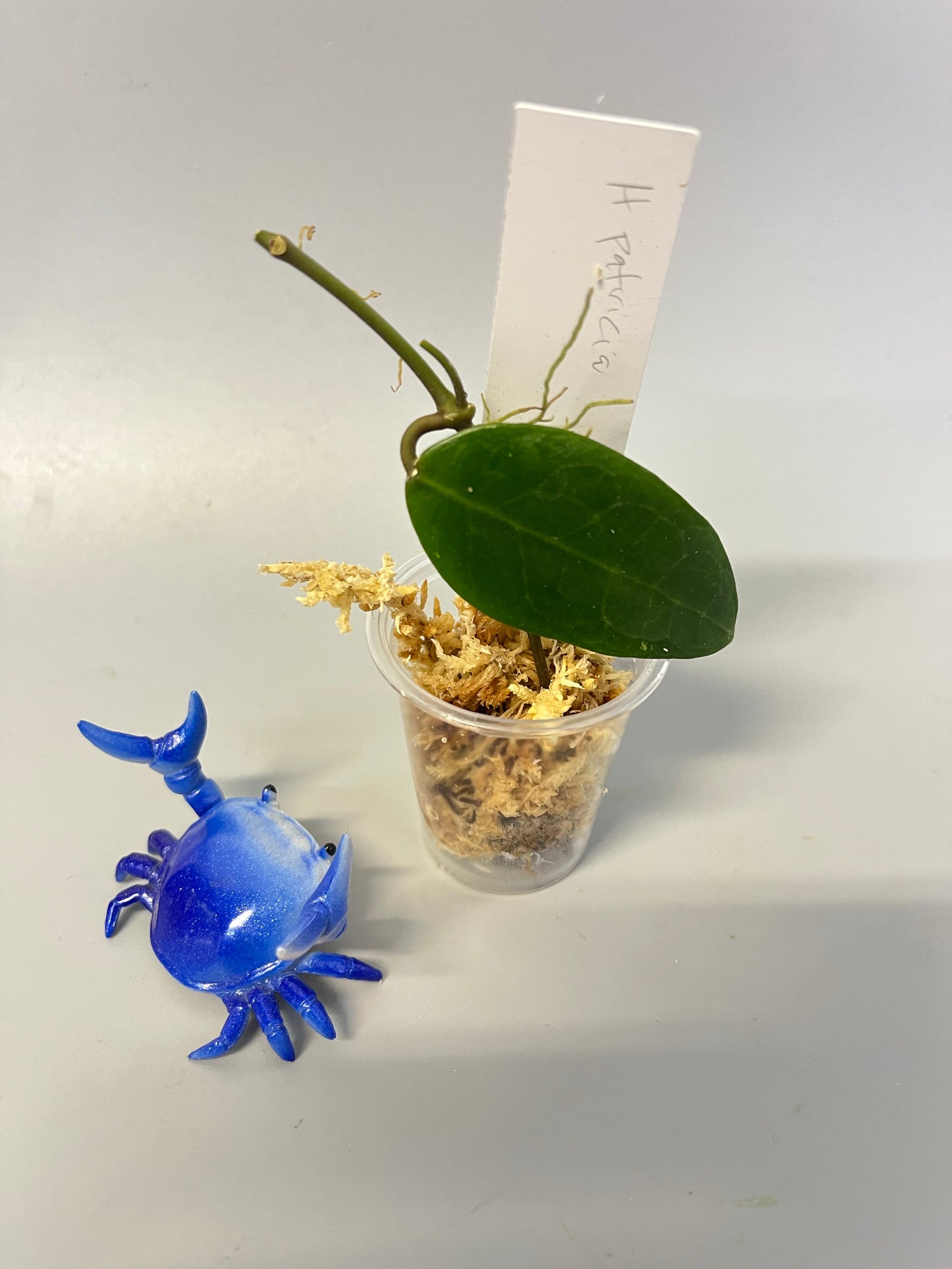 Free addon - Hoya patricia - Darwinii x Elliptica - Unrooted