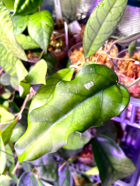 Hoya sp tam Dao- fresh cut 1 node / 1 leaf - Unrooted