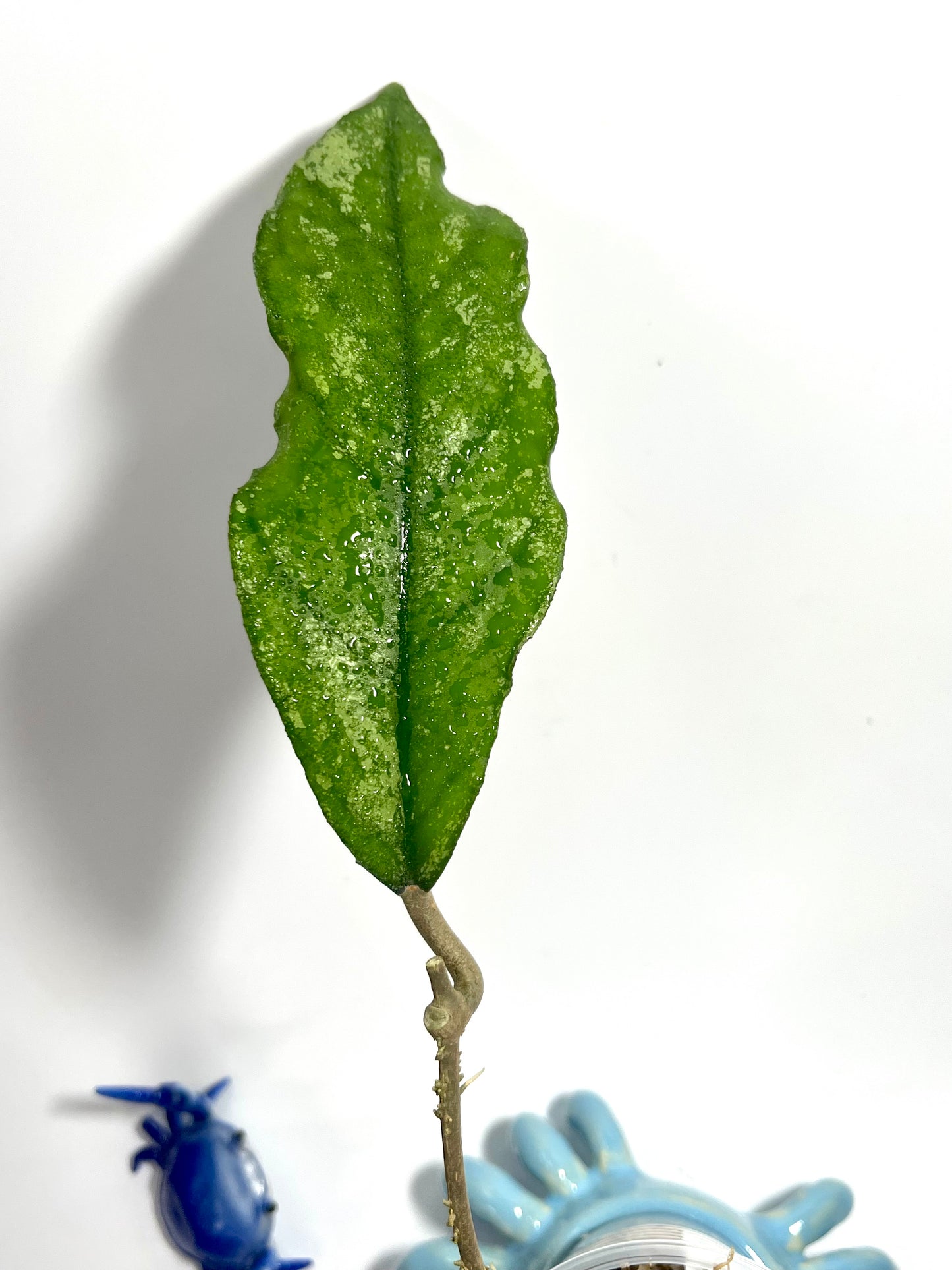 Hoya bahoi - Unrooted