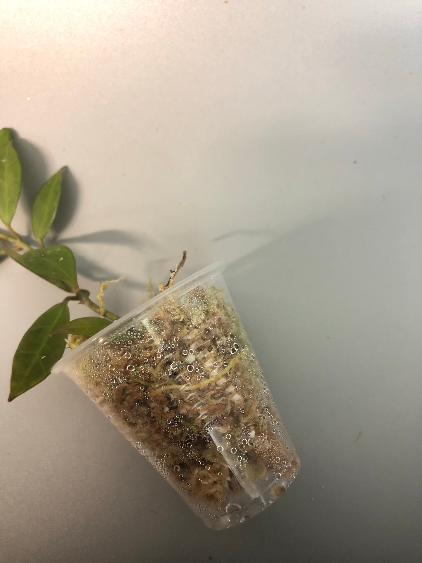 Hoya Rebecca - rooted