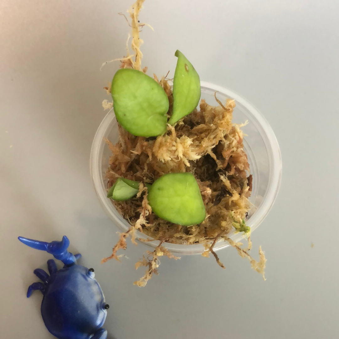 Hoya heuschkeliana - starting to root