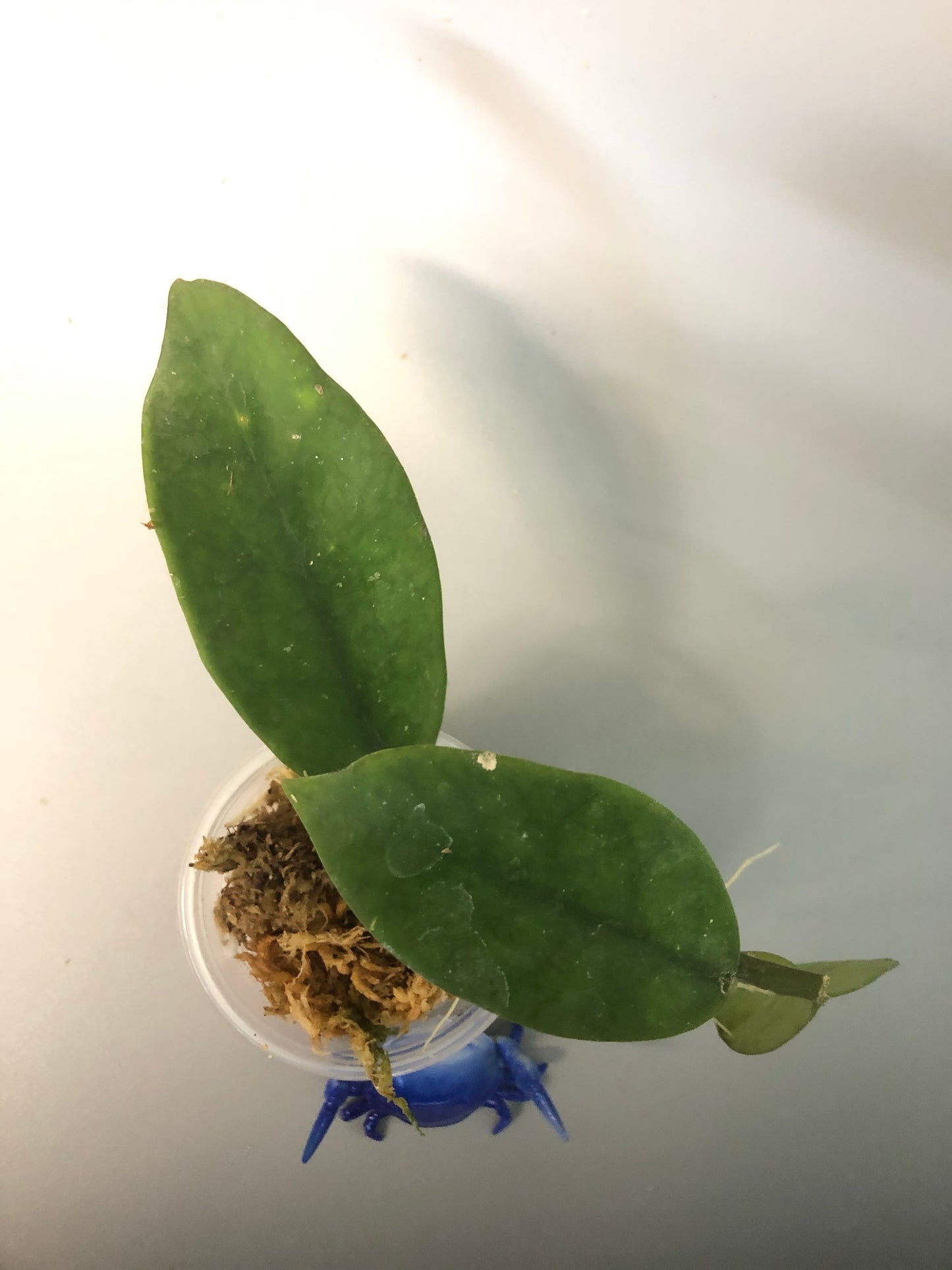 Hoya diversifolia - with roots