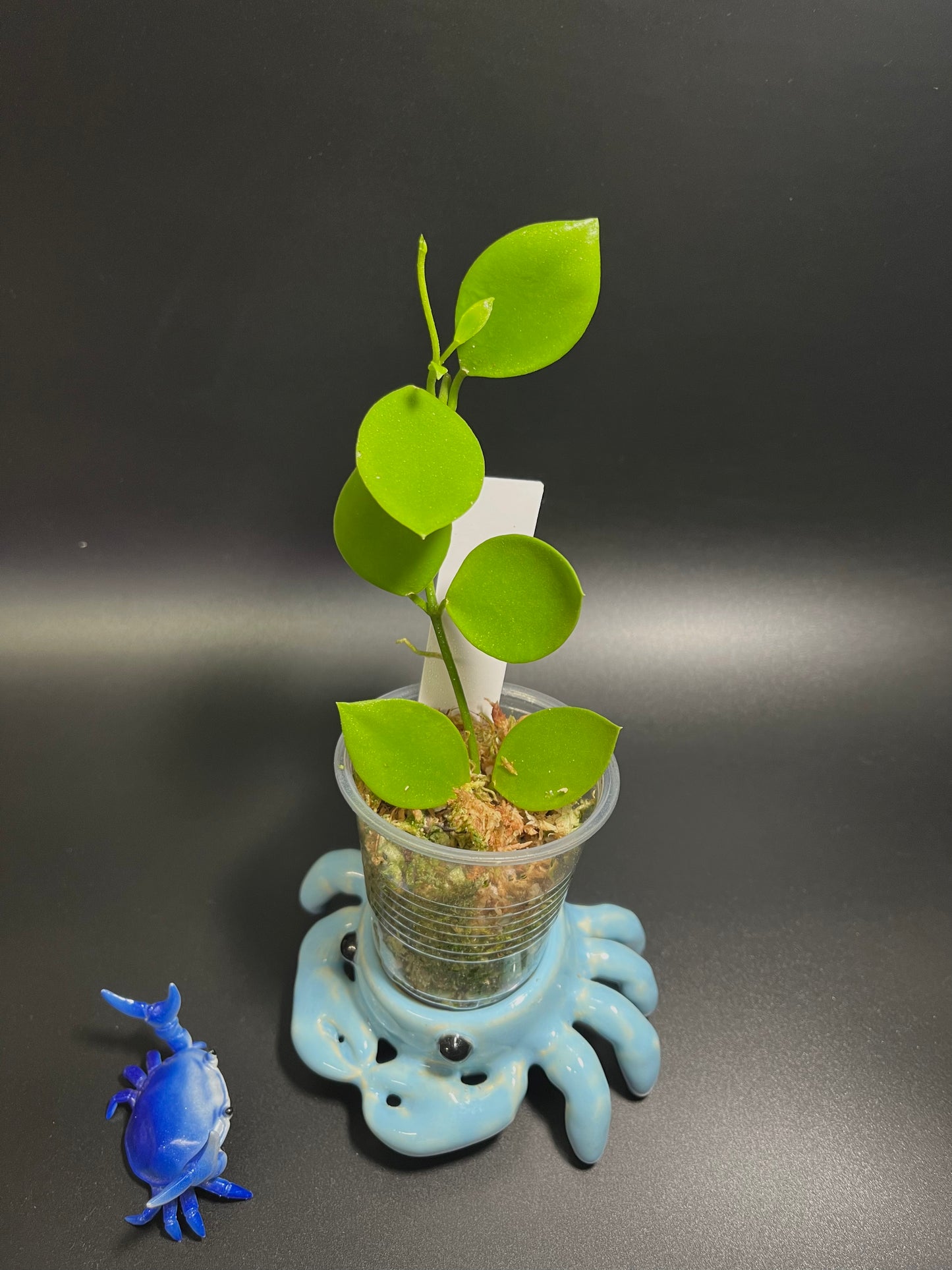 Hoya collina - starting to root