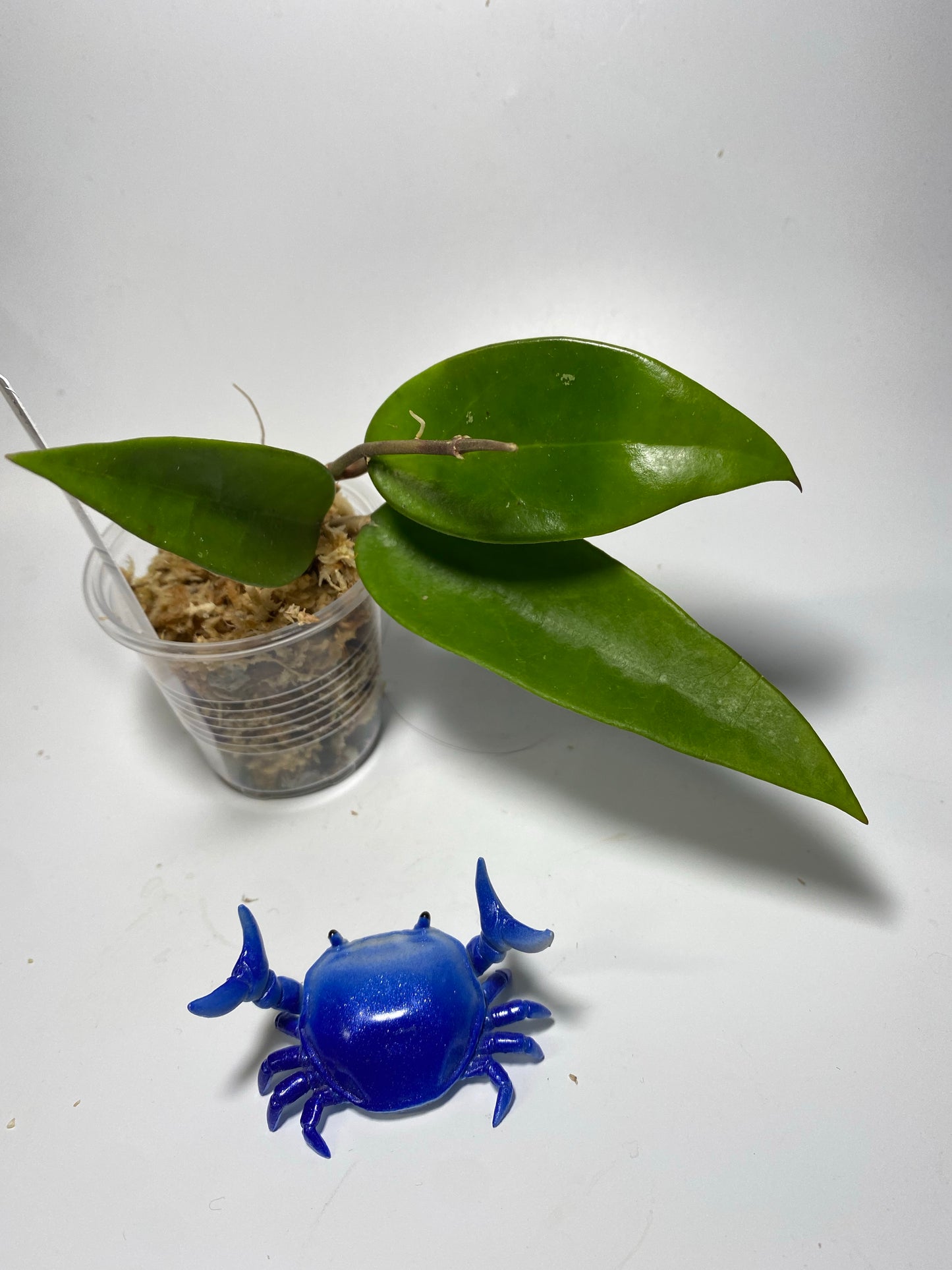 Hoya verticillata EPC spoon leaf - has some roots