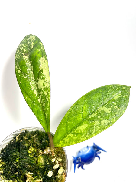 Hoya cv blessing - active growth