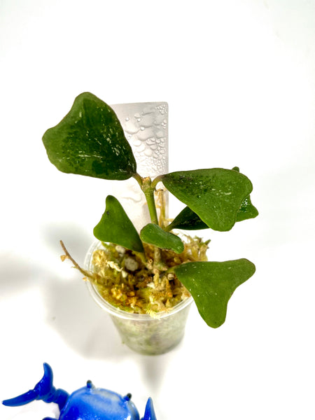 Hoya manipurensis - starting to root