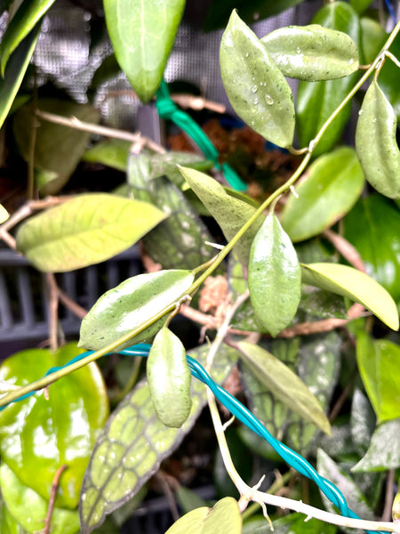 Hoya Louisa silver - fresh cut - 2 nodes / 2+ leaves - Unrooted