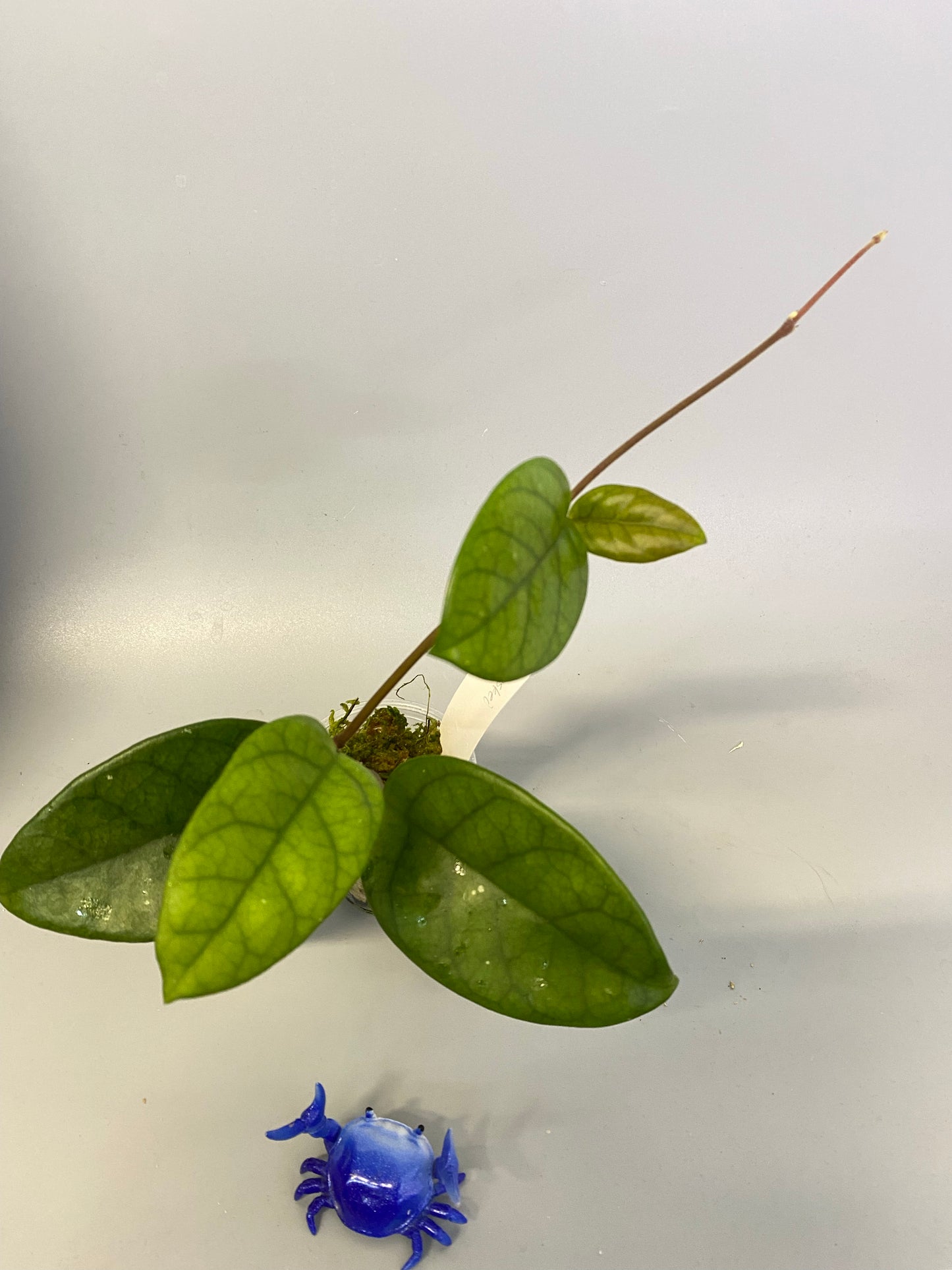 Hoya motoskei - active growth