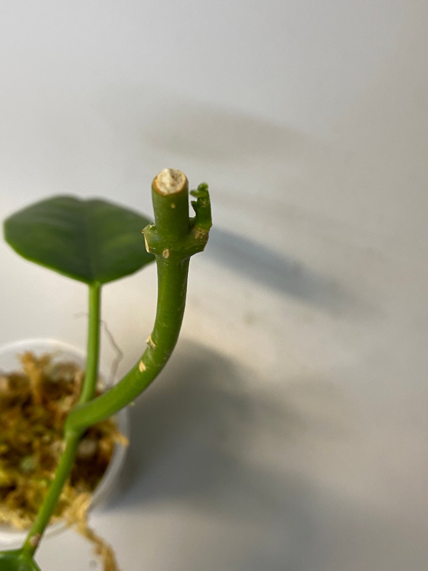 Hoya cv ruthie - active growth