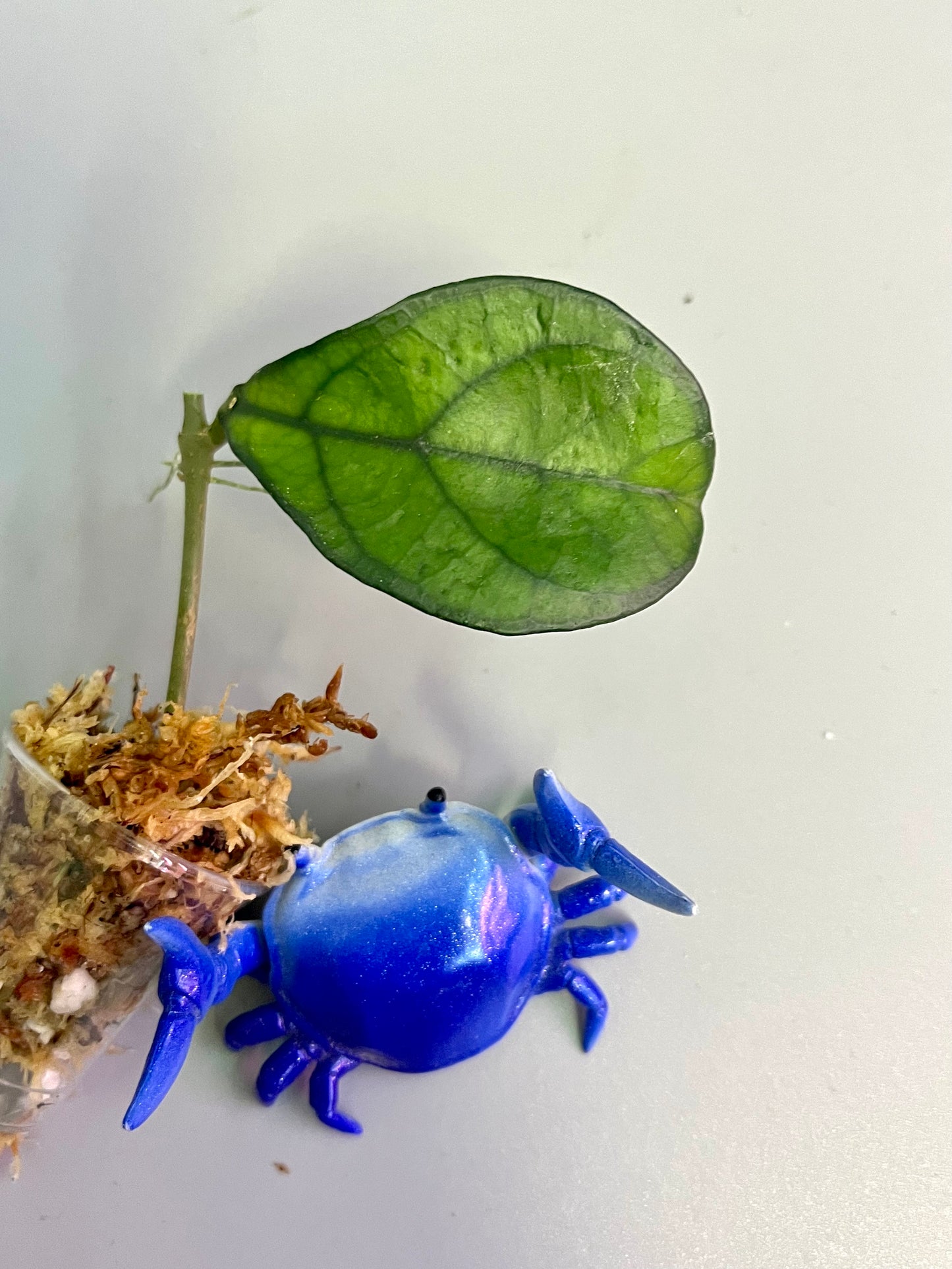 Free addon - Hoya hainanensis - Unrooted