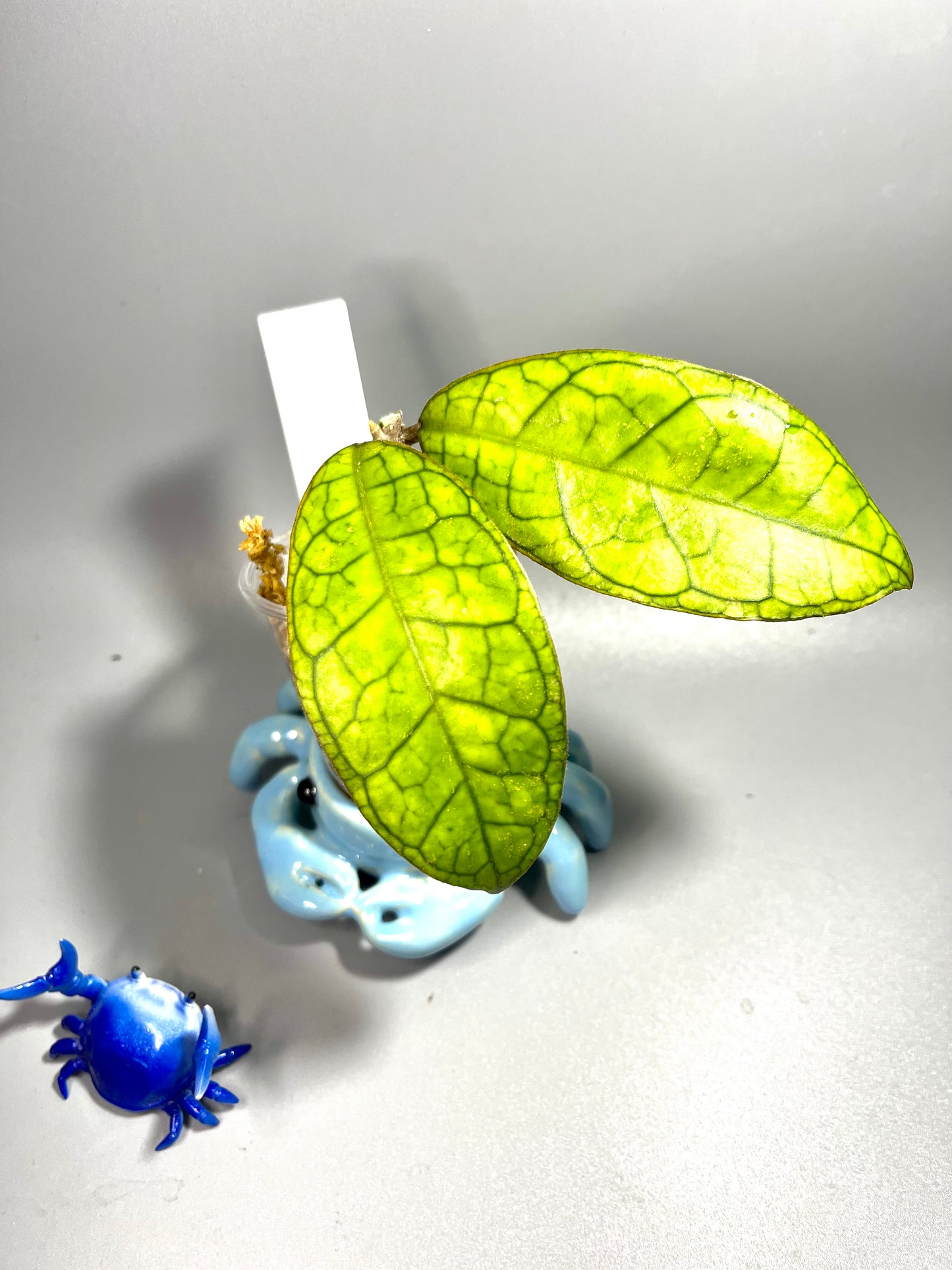 Hoya cv Ann - Unrooted