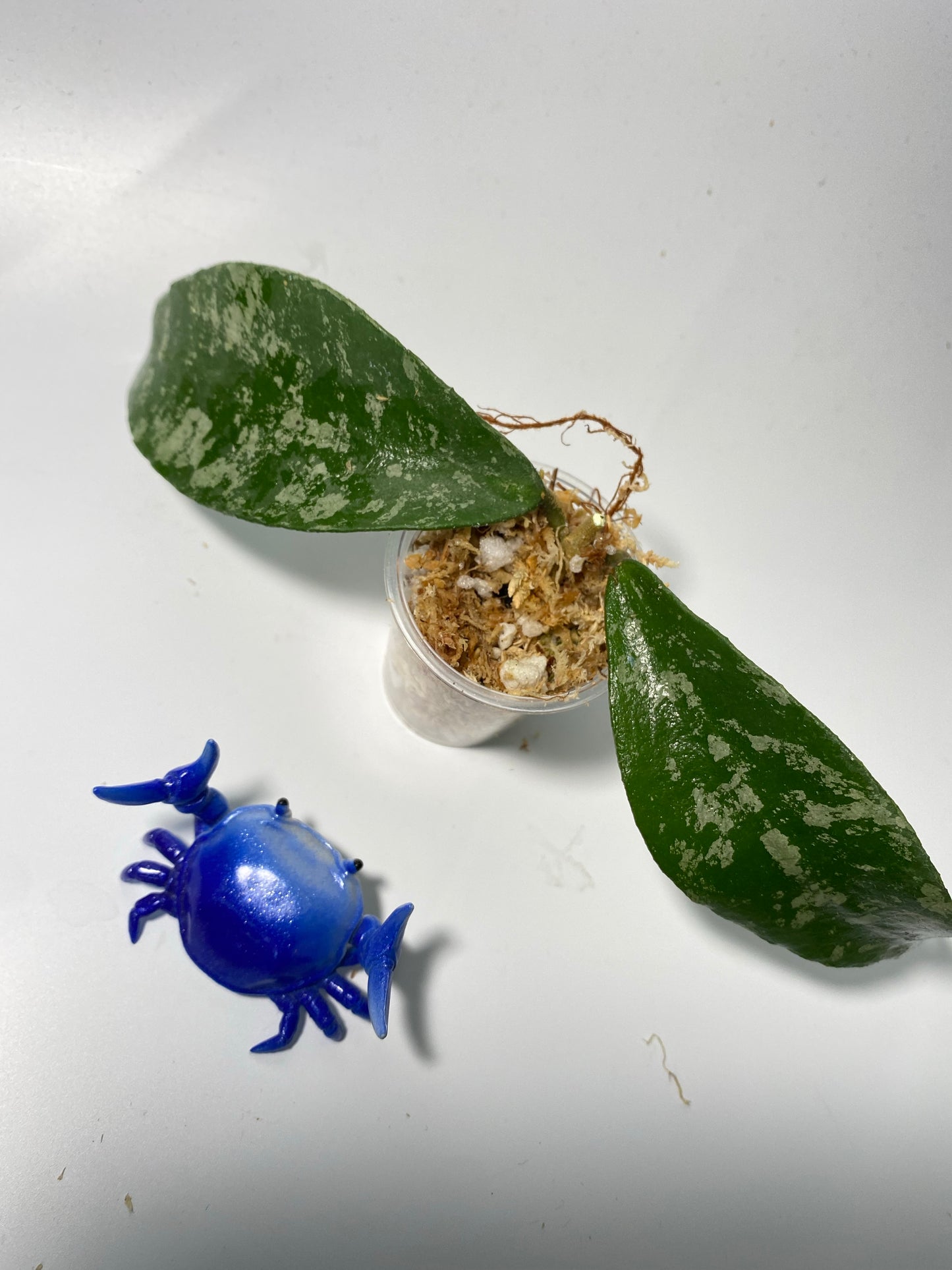 Hoya phuwuaensis - unrooted